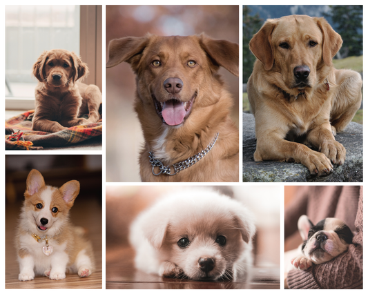 How to Wear Dog Illustration Clothing Without Looking Childish | PupInk Studio