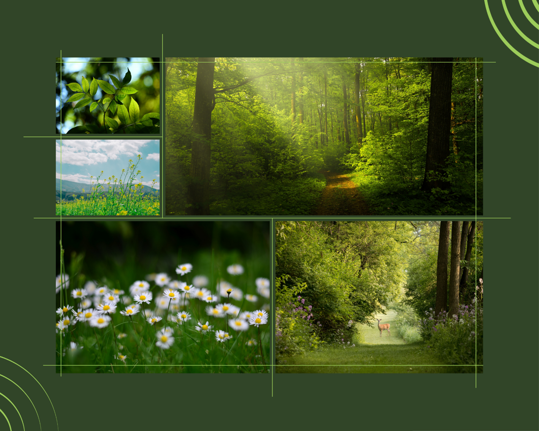 Why Organic Materials Matter in Everyday Products | PupInk Studio